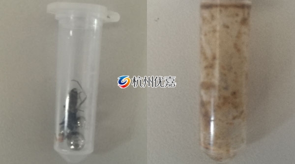 宋慈多樣品組織研磨儀研磨動物提取核酸實驗步驟